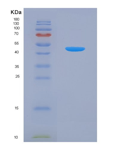 SDS-PAGE analysis of Human CD38 (Adp-Ribosyl Cyclase/Cyclic Adp-Ribose Hydrolase 1) - Recombinant Protein, CATHuman CD38 (Adp-Ribosyl Cyclase/Cyclic Adp-Ribose Hydrolase 1) - Recombinant Protein