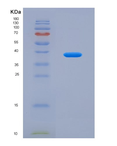 SDS-PAGE analysis of Human CLU (Clusterin) - Recombinant Protein, CATHuman CLU (Clusterin) - Recombinant Protein