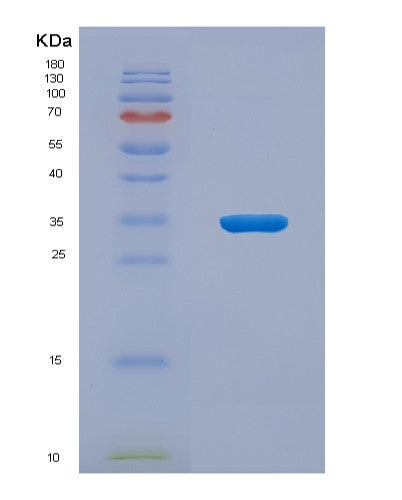SDS-PAGE analysis of Mouse Igfbp1 (Insulin-Like Growth Factor-Binding Protein 1) - Recombinant Protein, CATMouse Igfbp1 (Insulin-Like Growth Factor-Binding Protein 1) - Recombinant Protein