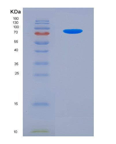 SDS-PAGE analysis of Human PVR (Poliovirus Receptor) - Recombinant Protein, CATHuman PVR (Poliovirus Receptor) - Recombinant Protein