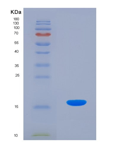SDS-PAGE analysis of Mouse Hmgn2 (Non-Histone Chromosomal Protein Hmg-17) - Recombinant Protein, CATMouse Hmgn2 (Non-Histone Chromosomal Protein Hmg-17) - Recombinant Protein