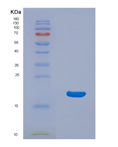 SDS-PAGE analysis of Mouse Il33 (Interleukin-33) - Recombinant Protein, CATMouse Il33 (Interleukin-33) - Recombinant Protein