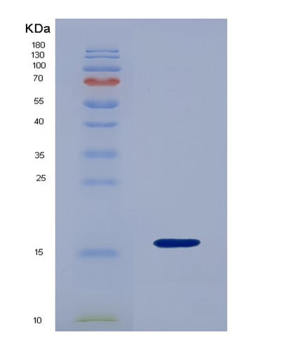 SDS-PAGE analysis of Human HAMP (Hepcidin) - Recombinant Protein, CAT# BLT-07896P, showing >90% purity under 15% SDS-PAGE (Reduced)Human HAMP (Hepcidin) - Recombinant Protein