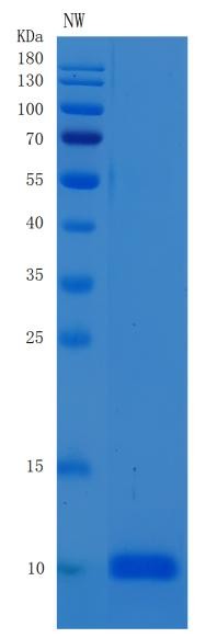 SDS-PAGE analysis of Human EGF (Pro-Epidermal Growth Factor) - Recombinant Protein, CAT# BLT-00946P, showing >95% purity under 15% SDS-PAGE (Reduced)Human EGF (Pro-Epidermal Growth Factor) - Recombinant Protein
