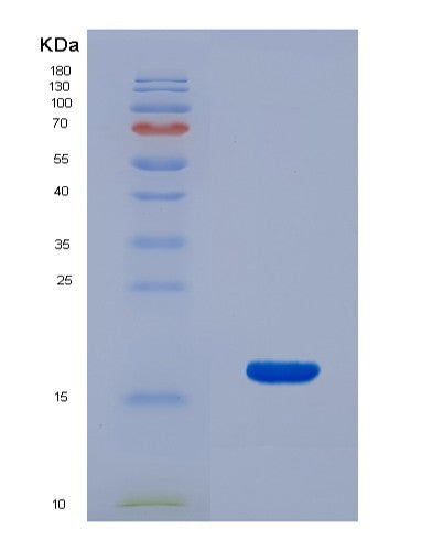 SDS-PAGE analysis of Mouse Fgf10 (Fibroblast Growth Factor 10) - Recombinant Protein, CATMouse Fgf10 (Fibroblast Growth Factor 10) - Recombinant Protein