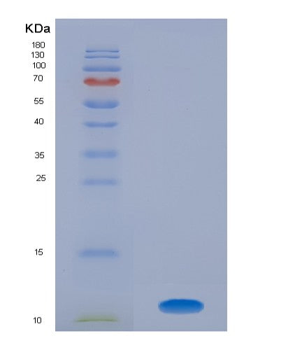 SDS-PAGE analysis of Mouse Bmp4 (Bone Morphogenetic Protein 4) - Recombinant Protein, CATMouse Bmp4 (Bone Morphogenetic Protein 4) - Recombinant Protein