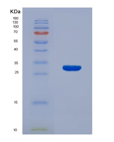 SDS-PAGE analysis of Mouse Ifnb1 (Interferon Beta) - Recombinant Protein, CAT# BLT-07907P, showing >90% purity under 15% SDS-PAGE (Reduced)Mouse Ifnb1 (Interferon Beta) - Recombinant Protein