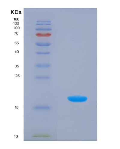 SDS-PAGE analysis of Mouse Ptn (Pleiotrophin) - Recombinant Protein, CAT# BLT-07915P, showing >90% purity under 15% SDS-PAGE (Reduced)Mouse Ptn (Pleiotrophin) - Recombinant Protein