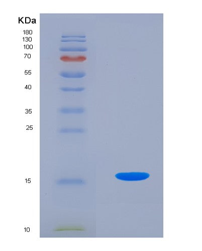SDS-PAGE analysis of Human BMP7 (Bone Morphogenetic Protein 7) - Recombinant Protein, CATHuman BMP7 (Bone Morphogenetic Protein 7) - Recombinant Protein