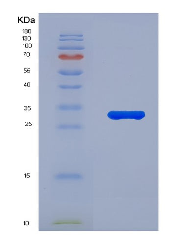 SDS-PAGE analysis of Mouse Il3 (Interleukin-3) - Recombinant Protein, CAT# BLT-07919P, showing >90% purity under 15% SDS-PAGE (Reduced)Mouse Il3 (Interleukin-3) - Recombinant Protein