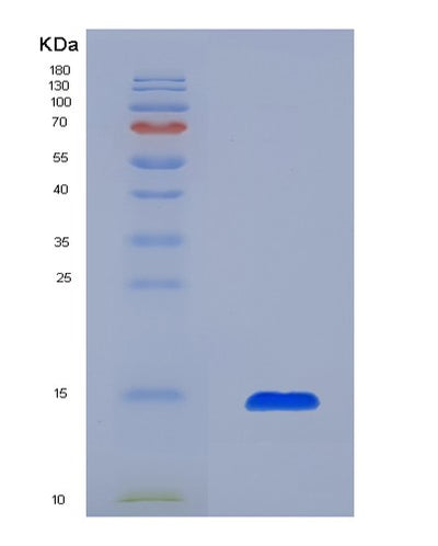 SDS-PAGE analysis of Mouse Il13 (Interleukin-13) - Recombinant Protein, CAT# BLT-04604P, showing >85% purity under 15% SDS-PAGE (Reduced)Mouse Il13 (Interleukin-13) - Recombinant Protein