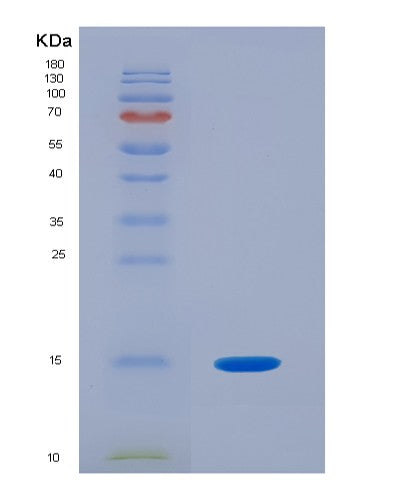SDS-PAGE analysis of Mouse Il21 (Interleukin-21) - Recombinant Protein, CATMouse Il21 (Interleukin-21) - Recombinant Protein