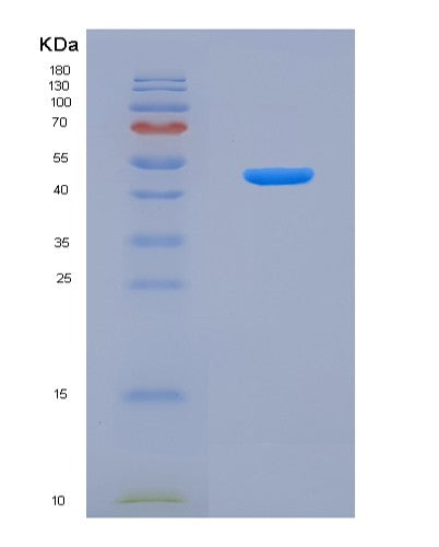 SDS-PAGE analysis of Human CASP9 (Caspase-9) - Recombinant Protein, CATHuman CASP9 (Caspase-9) - Recombinant Protein