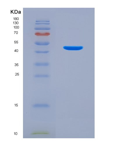 SDS-PAGE analysis of Mouse Il12b (Interleukin-12 Subunit Beta) - Recombinant Protein, CATMouse Il12b (Interleukin-12 Subunit Beta) - Recombinant Protein