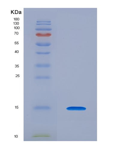 SDS-PAGE analysis of Human NTF4 (Neurotrophin-4) - Recombinant Protein, CAT# BLT-07970P, showing >90% purity under 15% SDS-PAGE (Reduced)Human NTF4 (Neurotrophin-4) - Recombinant Protein