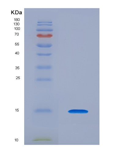 SDS-PAGE analysis of Human NTF4 (Neurotrophin-4) - Recombinant Protein, CATHuman NTF4 (Neurotrophin-4) - Recombinant Protein