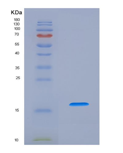 SDS-PAGE analysis of Mouse Il5 (Interleukin-5) - Recombinant Protein, CAT# BLT-07971P, showing >90% purity under 15% SDS-PAGE (Reduced)Mouse Il5 (Interleukin-5) - Recombinant Protein