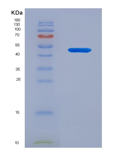 SDS-PAGE analysis of Human LMNA (Prelamin-A/C) - Recombinant Protein, CATHuman LMNA (Prelamin-A/C) - Recombinant Protein