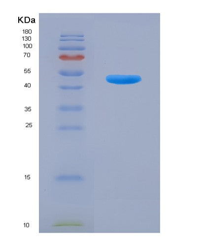 SDS-PAGE analysis of Human CELA1 (Chymotrypsin-Like Elastase Family Member 1) - Recombinant Protein, CATHuman CELA1 (Chymotrypsin-Like Elastase Family Member 1) - Recombinant Protein