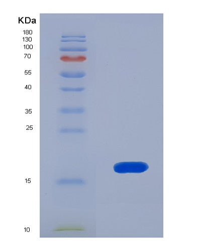 SDS-PAGE analysis of Human UCN3 (Urocortin-3) - Recombinant Protein, CATHuman UCN3 (Urocortin-3) - Recombinant Protein
