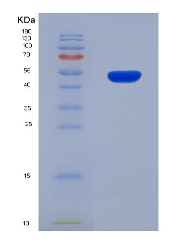 SDS-PAGE analysis of Human MYOG (Myogenin) - Recombinant Protein, CATHuman MYOG (Myogenin) - Recombinant Protein