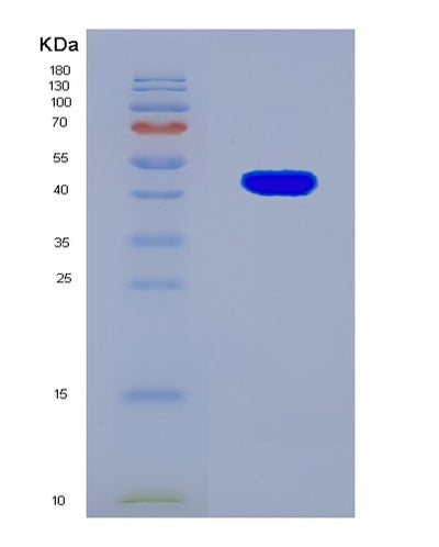 SDS-PAGE analysis of Human OBP2A (Odorant-Binding Protein 2A) - Recombinant Protein, CAT# BLT-08001P, showing >90% purity under 15% SDS-PAGE (Reduced)Human OBP2A (Odorant-Binding Protein 2A) - Recombinant Protein