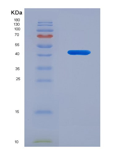 SDS-PAGE analysis of Mouse Vnn3 (Vascular Non-Inflammatory Molecule 3) - Recombinant Protein, CATMouse Vnn3 (Vascular Non-Inflammatory Molecule 3) - Recombinant Protein
