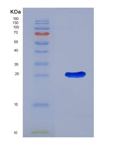 SDS-PAGE analysis of Mouse Adora2a (Adenosine Receptor A2A) - Recombinant Protein, CATMouse Adora2a (Adenosine Receptor A2A) - Recombinant Protein
