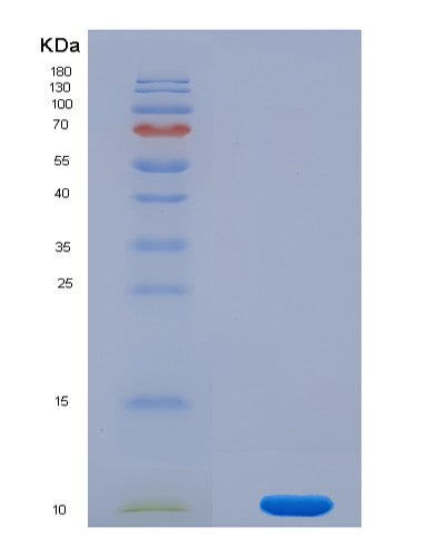 SDS-PAGE analysis of Mouse Cxcl5 (C-X-C Motif Chemokine 5) - Recombinant Protein, CATMouse Cxcl5 (C-X-C Motif Chemokine 5) - Recombinant Protein