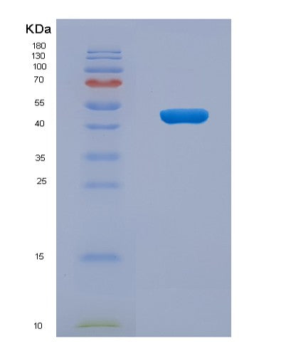 SDS-PAGE analysis of Human SERPINE1 (Plasminogen Activator Inhibitor 1) - Recombinant Protein, CATHuman SERPINE1 (Plasminogen Activator Inhibitor 1) - Recombinant Protein