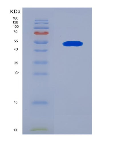 SDS-PAGE analysis of Human APOA4 (Apolipoprotein A-Iv) - Recombinant Protein, CAT# BLT-08033P, showing >90% purity under 15% SDS-PAGE (Reduced)Human APOA4 (Apolipoprotein A-Iv) - Recombinant Protein