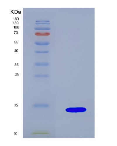 SDS-PAGE analysis of Human GCG (Pro-Glucagon) - Recombinant Protein, CAT# BLT-08036P, showing >90% purity under 15% SDS-PAGE (Reduced)Human GCG (Pro-Glucagon) - Recombinant Protein