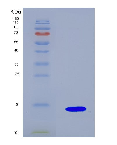 SDS-PAGE analysis of Human GCG (Pro-Glucagon) - Recombinant Protein, CATHuman GCG (Pro-Glucagon) - Recombinant Protein