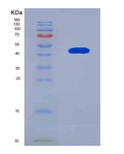 SDS-PAGE analysis of Mouse Vim (Vimentin) - Recombinant Protein, CAT# BLT-08061P, showing >90% purity under 15% SDS-PAGE (Reduced)Mouse Vim (Vimentin) - Recombinant Protein