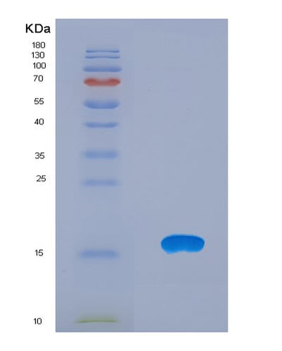 SDS-PAGE analysis of Human CXCL12 (Stromal Cell-Derived Factor 1) - Recombinant Protein, CAT# BLT-08078P, showing >90% purity under 15% SDS-PAGE (Reduced)Human CXCL12 (Stromal Cell-Derived Factor 1) - Recombinant Protein