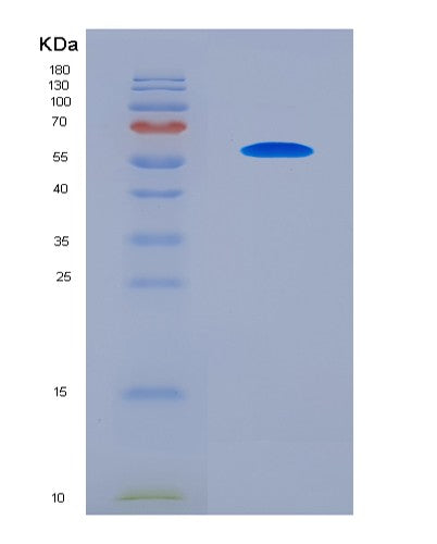 SDS-PAGE analysis of Human G3BP1 (Ras Gtpase-Activating Protein-Binding Protein 1) - Recombinant Protein, CATHuman G3BP1 (Ras Gtpase-Activating Protein-Binding Protein 1) - Recombinant Protein