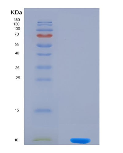 SDS-PAGE analysis of Human APLN (Apelin) - Recombinant Protein, CAT# BLT-08088P, showing >90% purity under 15% SDS-PAGE (Reduced)Human APLN (Apelin) - Recombinant Protein