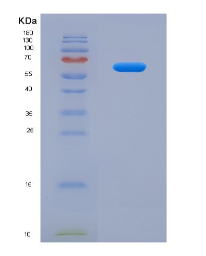 SDS-PAGE analysis of Mouse Smox (Spermine Oxidase) - Recombinant Protein, CATMouse Smox (Spermine Oxidase) - Recombinant Protein