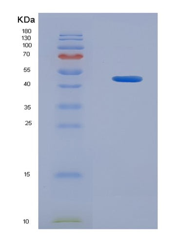 SDS-PAGE analysis of Mouse Atf3 (Cyclic Amp-Dependent Transcription Factor Atf-3) - Recombinant Protein, CAT# BLT-08105P, showing >90% purity under 15% SDS-PAGE (Reduced)Mouse Atf3 (Cyclic Amp-Dependent Transcription Factor Atf-3) - Recombinant Protein