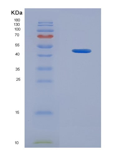 SDS-PAGE analysis of Mouse Atf3 (Cyclic Amp-Dependent Transcription Factor Atf-3) - Recombinant Protein, CATMouse Atf3 (Cyclic Amp-Dependent Transcription Factor Atf-3) - Recombinant Protein