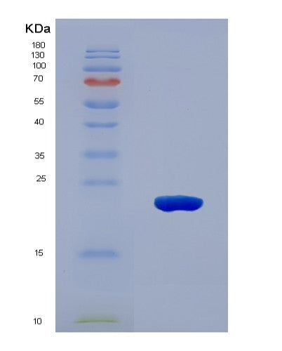 SDS-PAGE analysis of Mouse Hvcn1 (Voltage-Gated Hydrogen Channel 1) - Recombinant Protein, CATMouse Hvcn1 (Voltage-Gated Hydrogen Channel 1) - Recombinant Protein