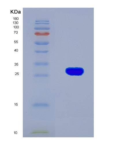 SDS-PAGE analysis of Mouse Hvcn1 (Voltage-Gated Hydrogen Channel 1) - Recombinant Protein, CATMouse Hvcn1 (Voltage-Gated Hydrogen Channel 1) - Recombinant Protein