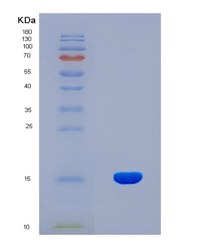 SDS-PAGE analysis of Human MIA (Melanoma-Derived Growth Regulatory Protein) - Recombinant Protein, CATHuman MIA (Melanoma-Derived Growth Regulatory Protein) - Recombinant Protein