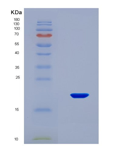 SDS-PAGE analysis of Human PDGFA (Platelet-Derived Growth Factor Subunit A) - Recombinant Protein, CATHuman PDGFA (Platelet-Derived Growth Factor Subunit A) - Recombinant Protein