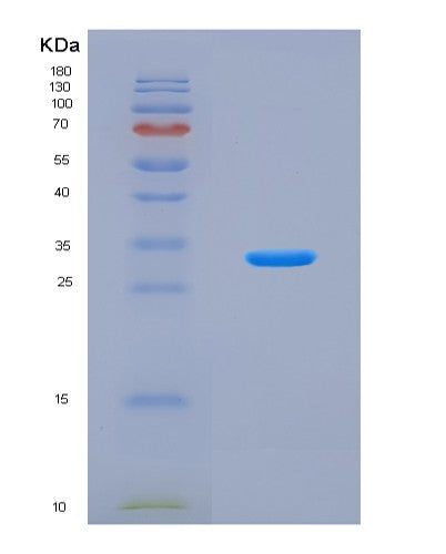 SDS-PAGE analysis of Mouse Dnase1 (Deoxyribonuclease-1) - Recombinant Protein, CATMouse Dnase1 (Deoxyribonuclease-1) - Recombinant Protein