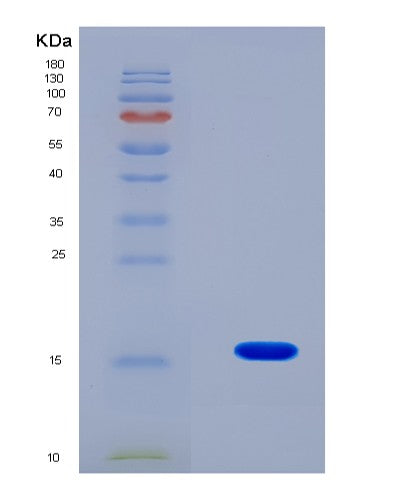 SDS-PAGE analysis of Human PABPC1L (Polyadenylate-Binding Protein 1-Like) - Recombinant Protein, CATHuman PABPC1L (Polyadenylate-Binding Protein 1-Like) - Recombinant Protein
