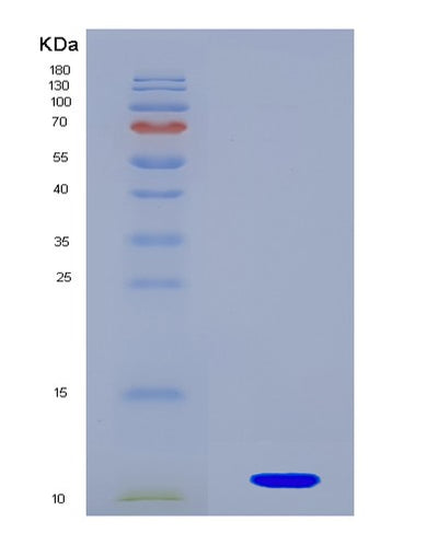 SDS-PAGE analysis of Mouse Hspe1 (10 Kda Heat Shock Protein, Mitochondrial) - Recombinant Protein, CAT# BLT-08191P, showing >90% purity under 15% SDS-PAGE (Reduced)Mouse Hspe1 (10 Kda Heat Shock Protein, Mitochondrial) - Recombinant Protein
