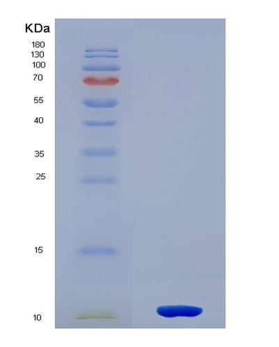SDS-PAGE analysis of Mouse Hspa8 (Heat Shock Cognate 71 Kda Protein) - Recombinant Protein, CAT# BLT-08192P, showing >90% purity under 15% SDS-PAGE (Reduced)Mouse Hspa8 (Heat Shock Cognate 71 Kda Protein) - Recombinant Protein