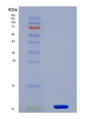 SDS-PAGE analysis of Mouse Hspa8 (Heat Shock Cognate 71 Kda Protein) - Recombinant Protein, CATMouse Hspa8 (Heat Shock Cognate 71 Kda Protein) - Recombinant Protein