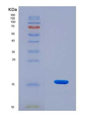SDS-PAGE analysis of Human HIGD1A (Hig1 Domain Family Member 1A, Mitochondrial) - Recombinant Protein, CAT# BLT-08207P, showing >90% purity under 15% SDS-PAGE (Reduced)Human HIGD1A (Hig1 Domain Family Member 1A, Mitochondrial) - Recombinant Protein